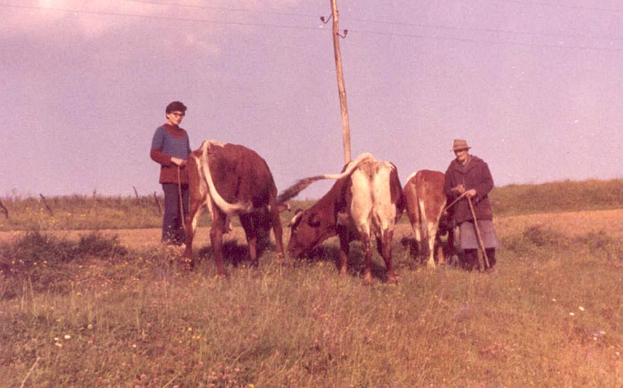 podobe Prlekije